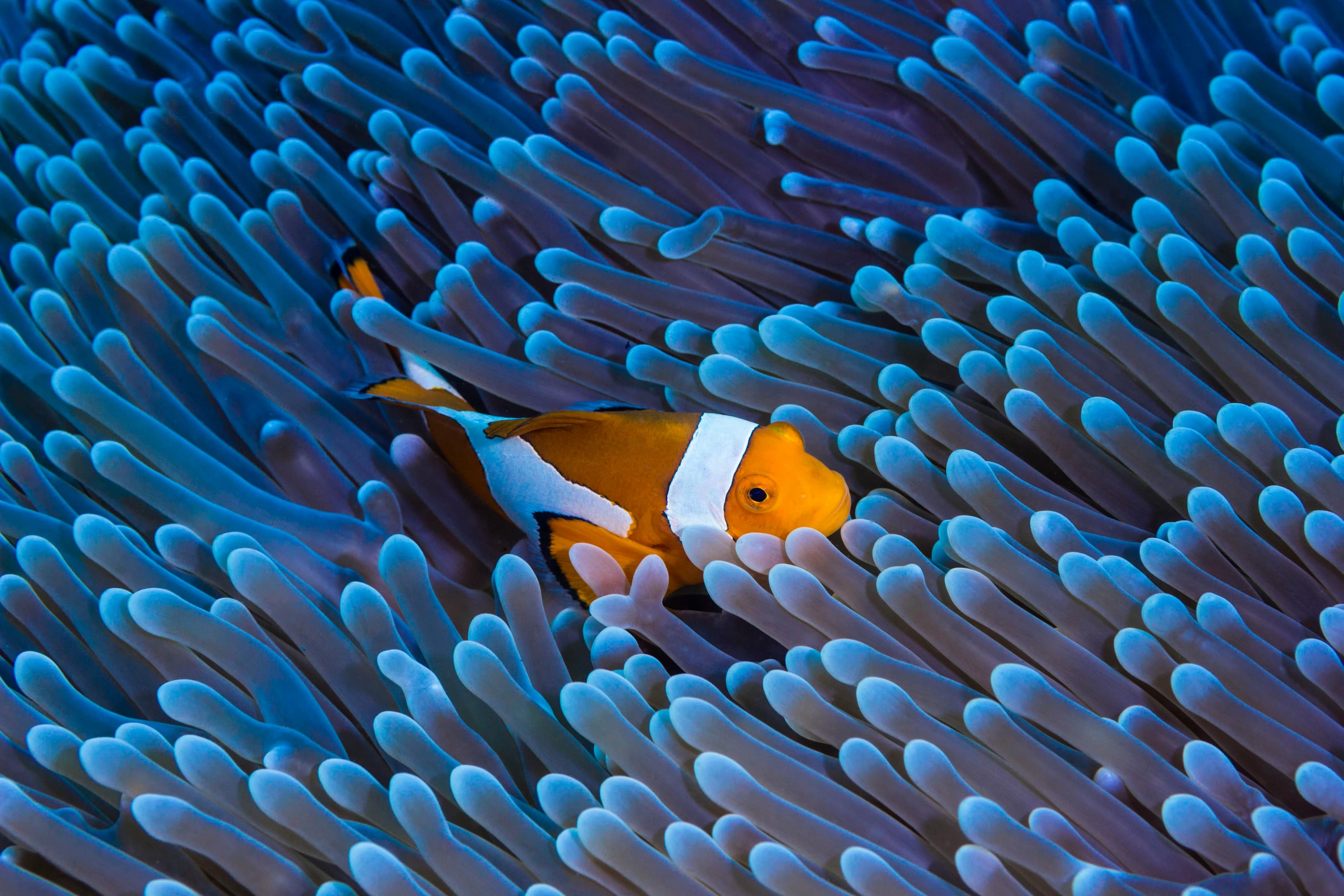 image of clownfish